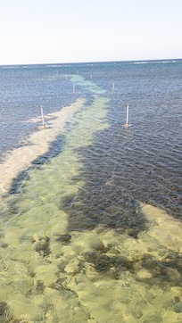 Consider a boat tour for snorkeling; the reef is about 1500' from shore.