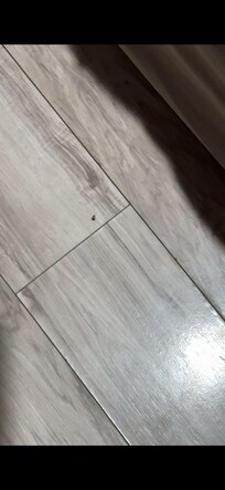 Small roaches all over the place