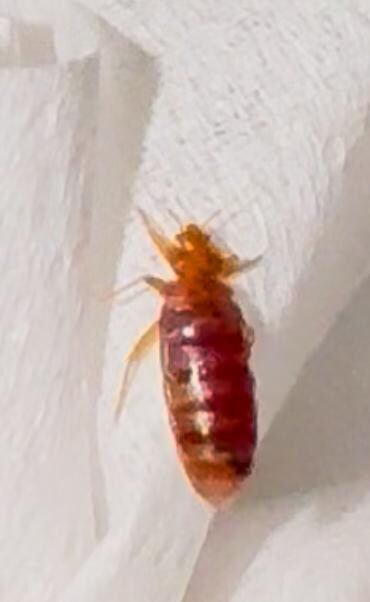 Found crawling on me in the bed