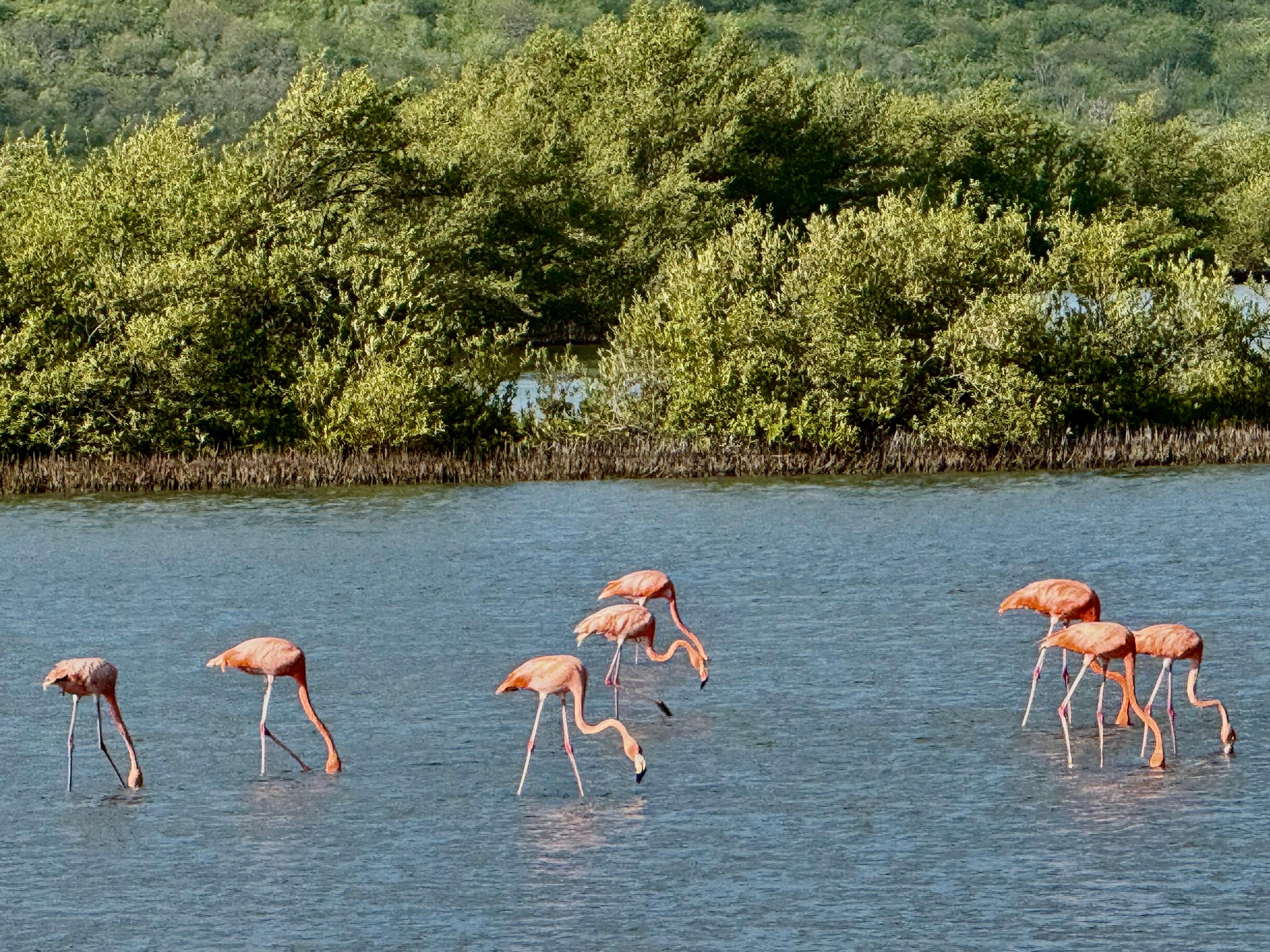 Flamingos just down the road 