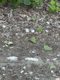 Umgebung voll mot Pollen, wer Allergiker ist sollte nicht im Juni fahren , so was habe ich noch nie gesehen