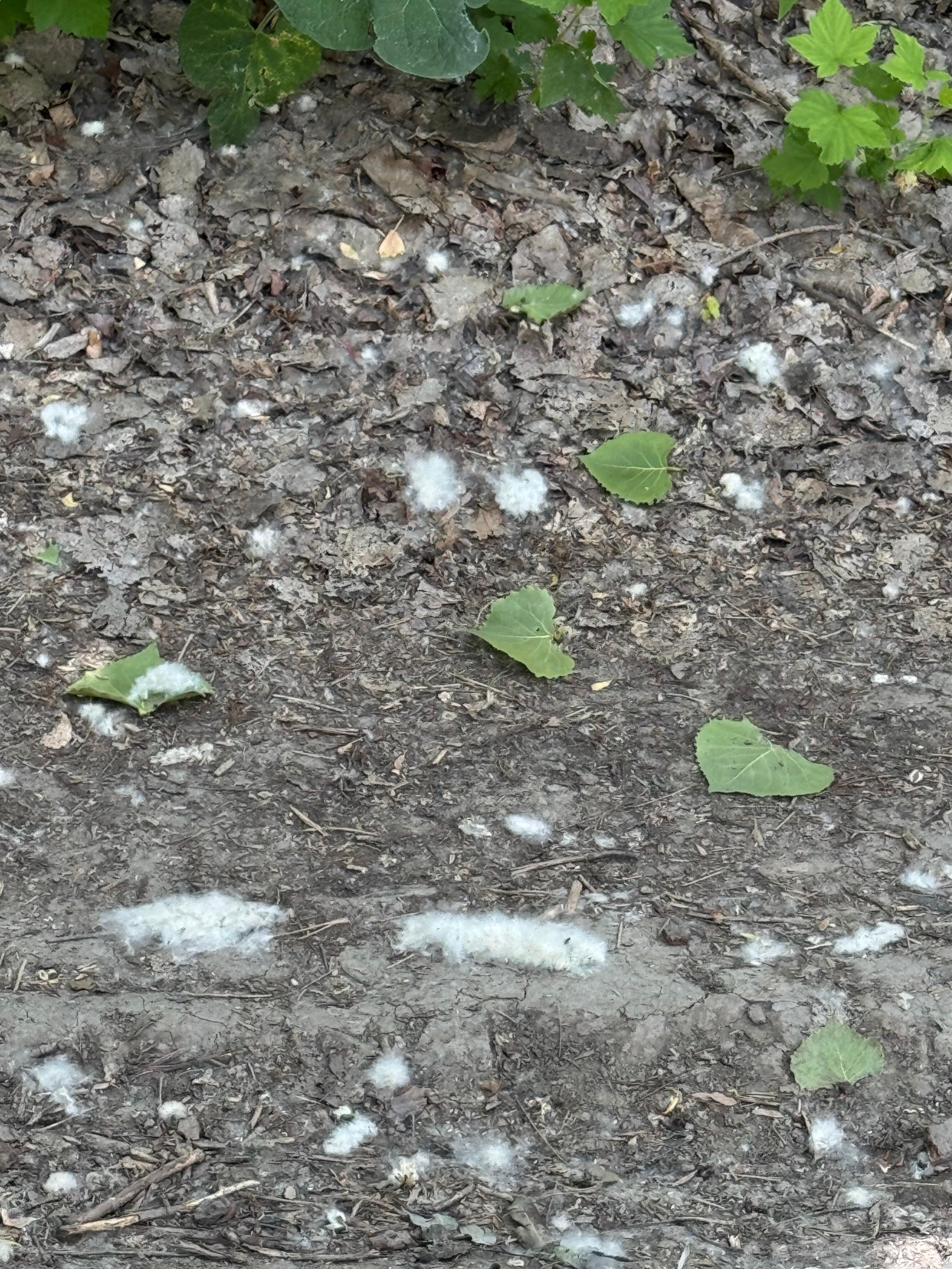 Umgebung voll mot Pollen, wer Allergiker ist sollte nicht im Juni fahren , so was habe ich noch nie gesehen