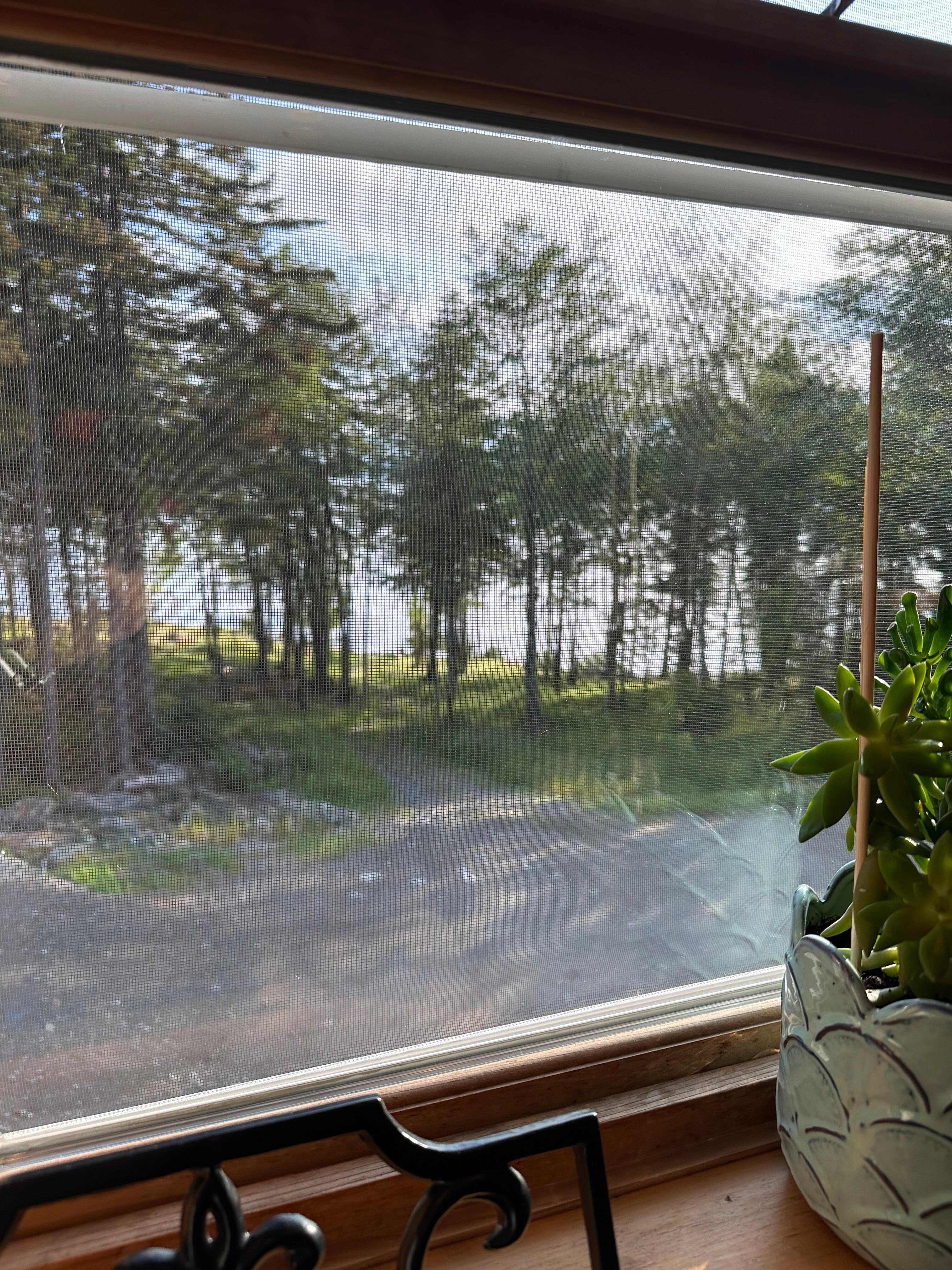 From the kitchen window