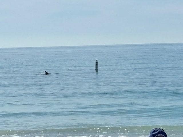 Dolphin Day!