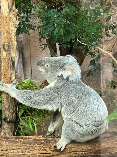 KOALA