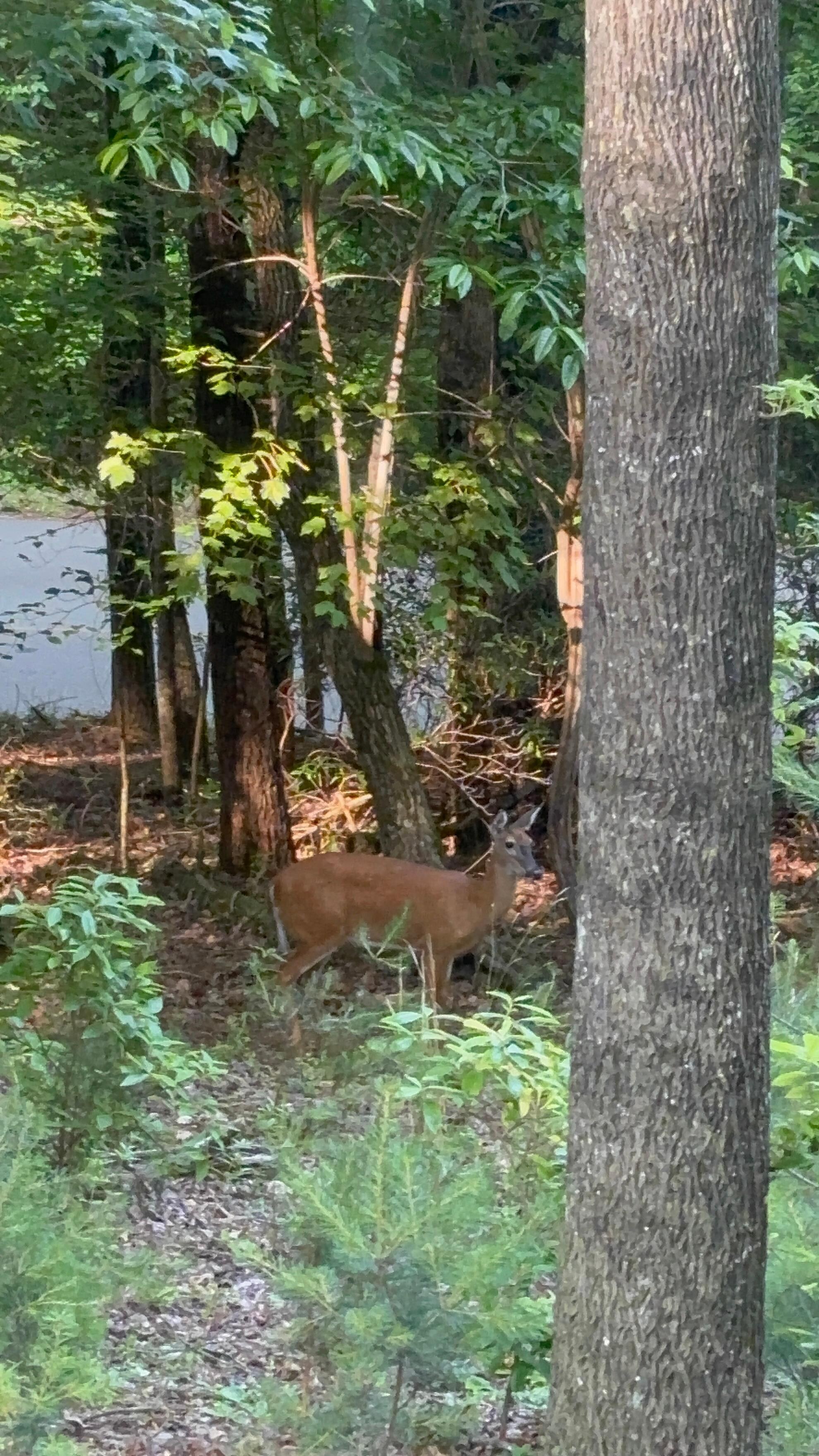 Every morning we shared moments watching the deer.
