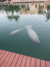 Mother and baby at the dock