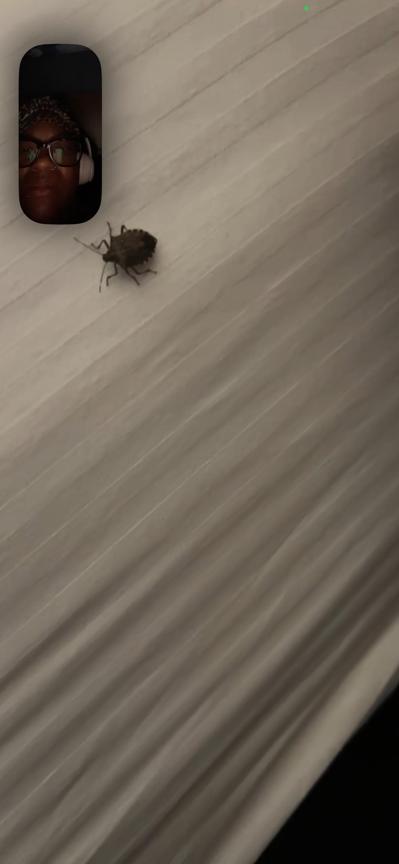 Bugs found in the room