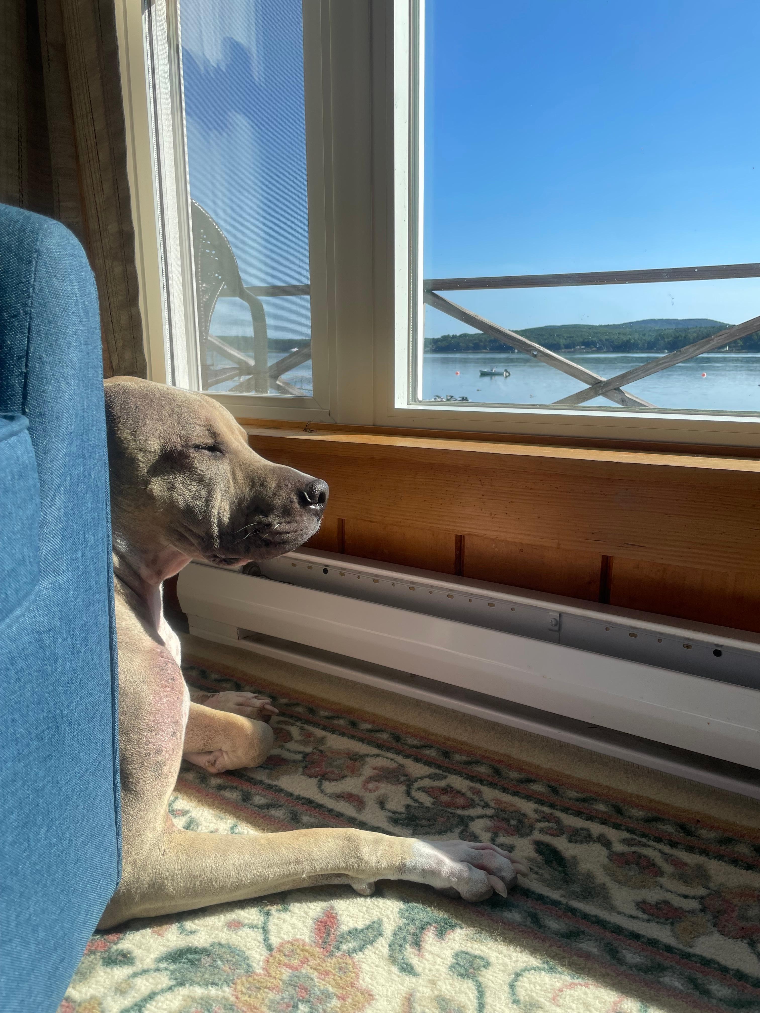 Our dog, Tofu, enjoying the view