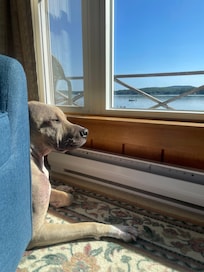Our dog, Tofu, enjoying the view