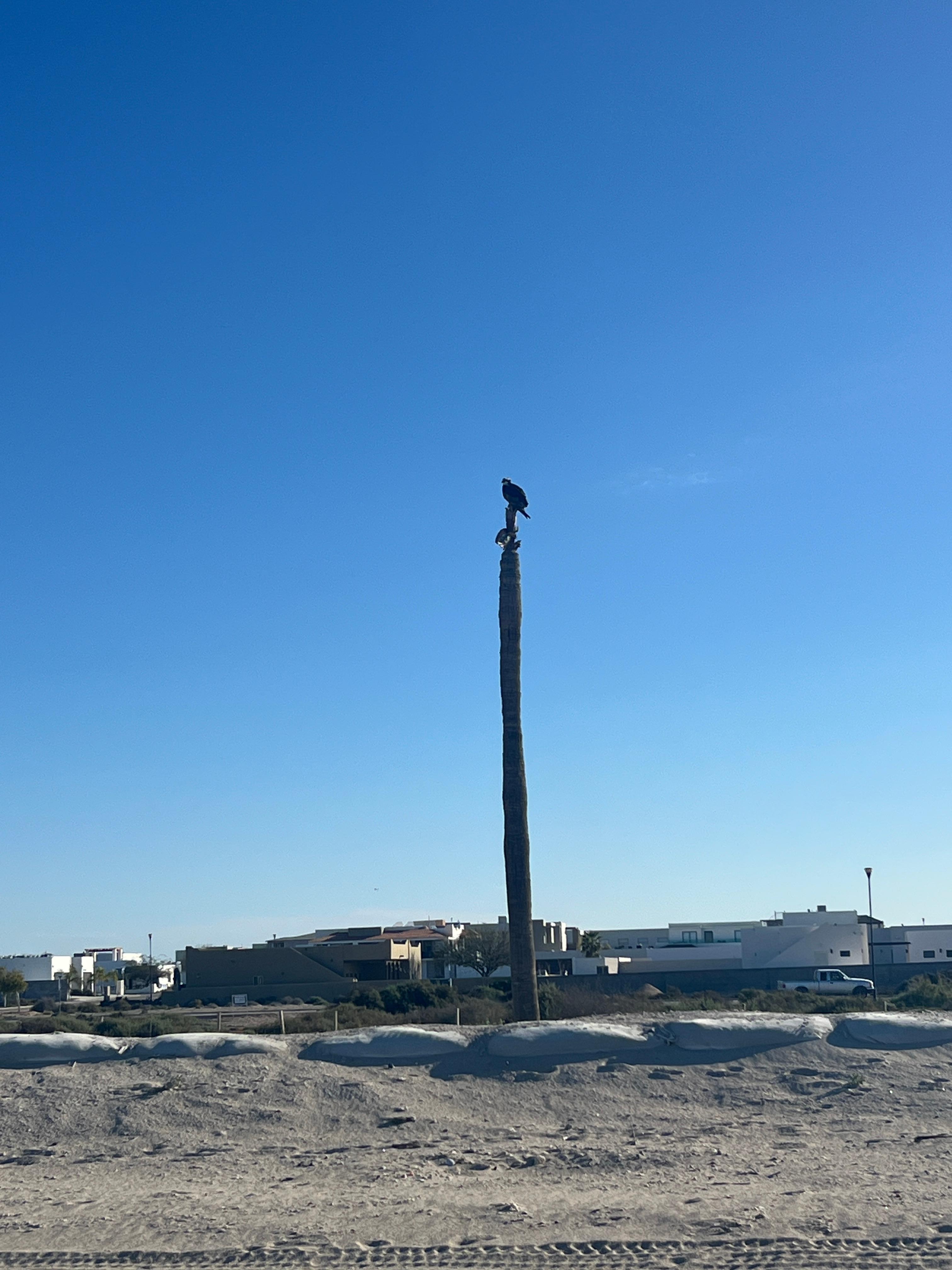 Osprey guarding beach.