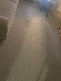Carpet in room, full of stains