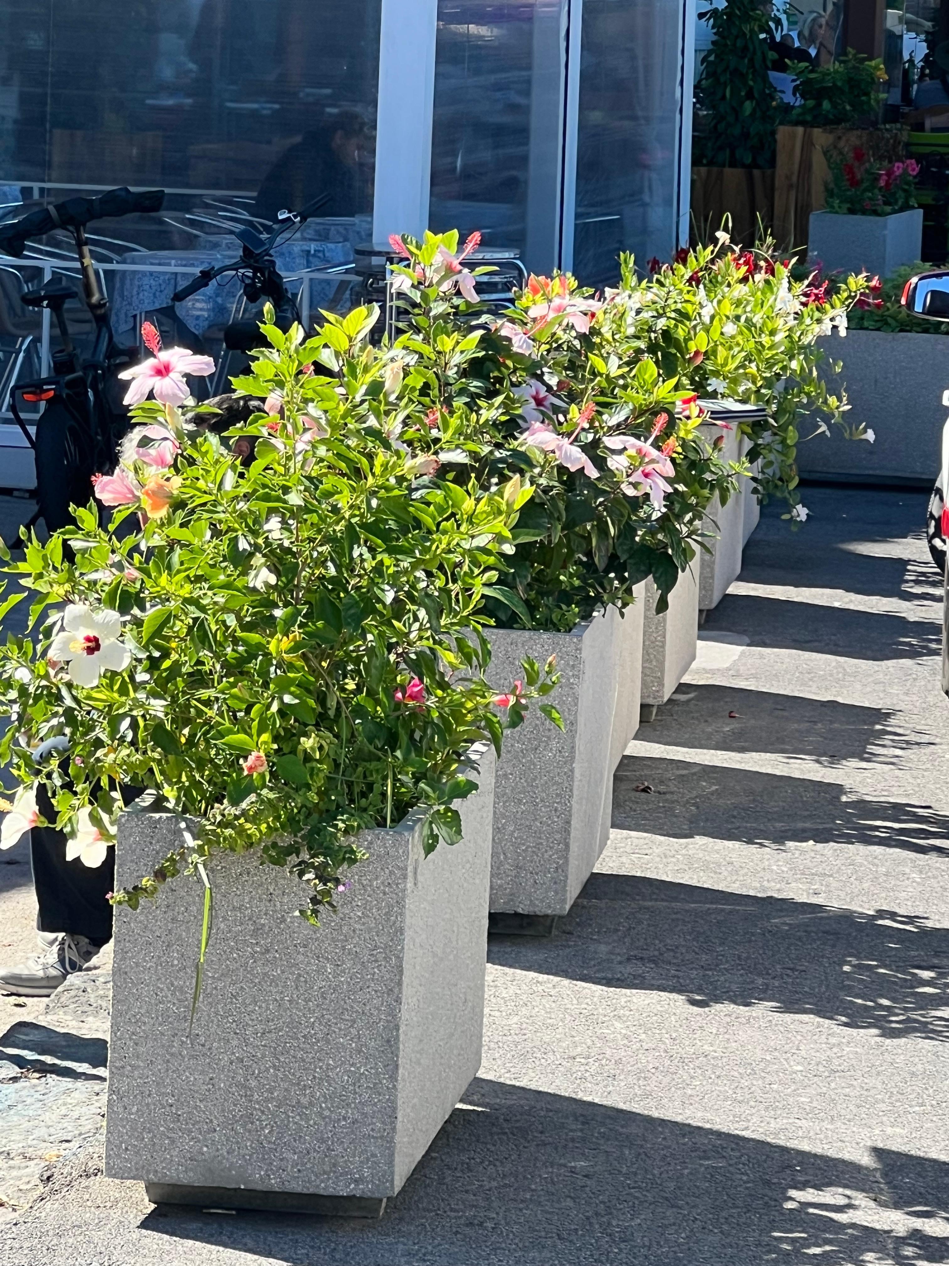 Flowers are so pretty