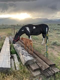 Making a new friend