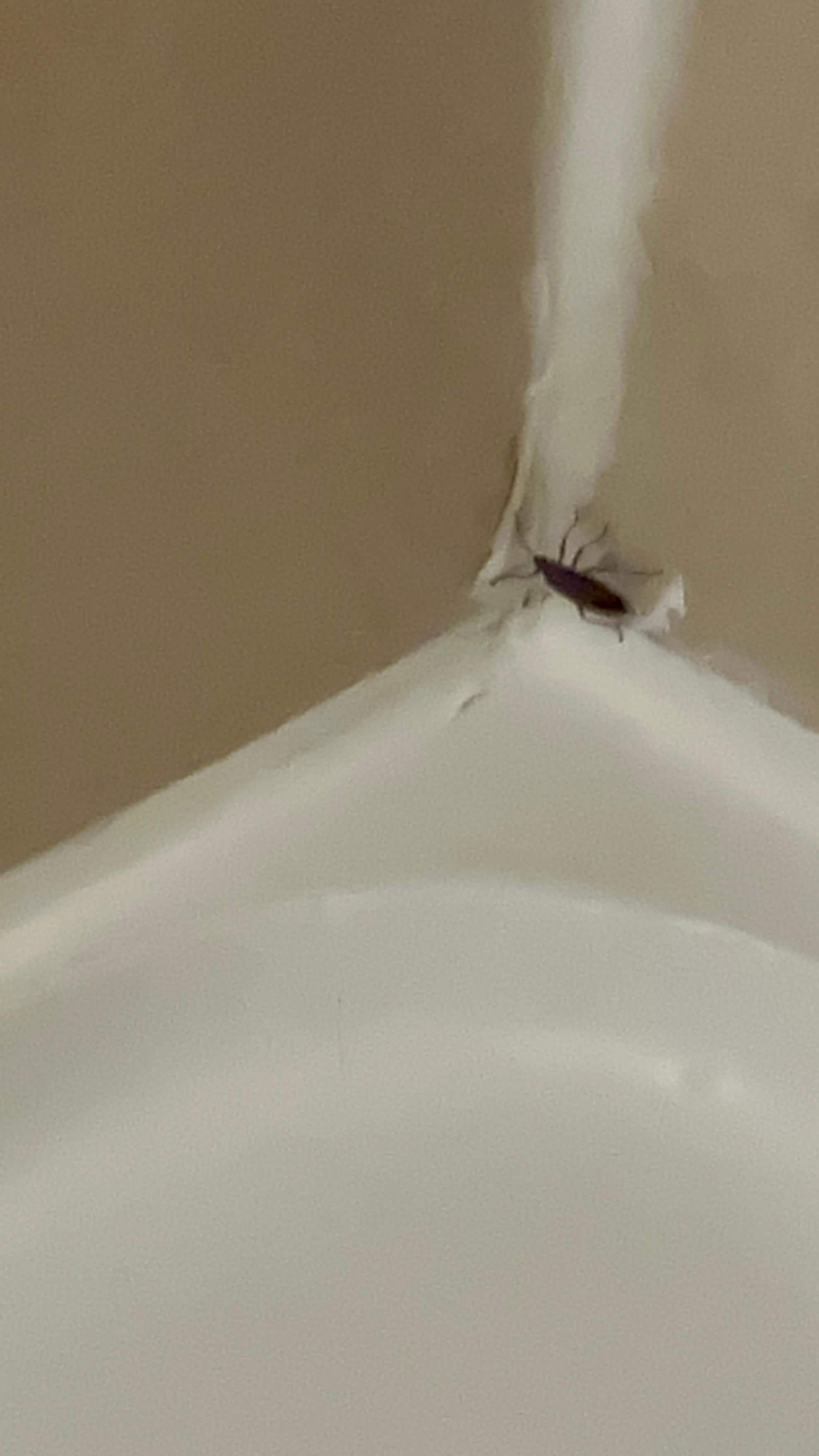 What i found in my shower this morning 