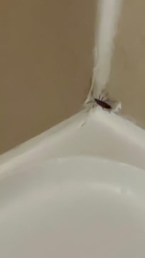 What i found in my shower this morning