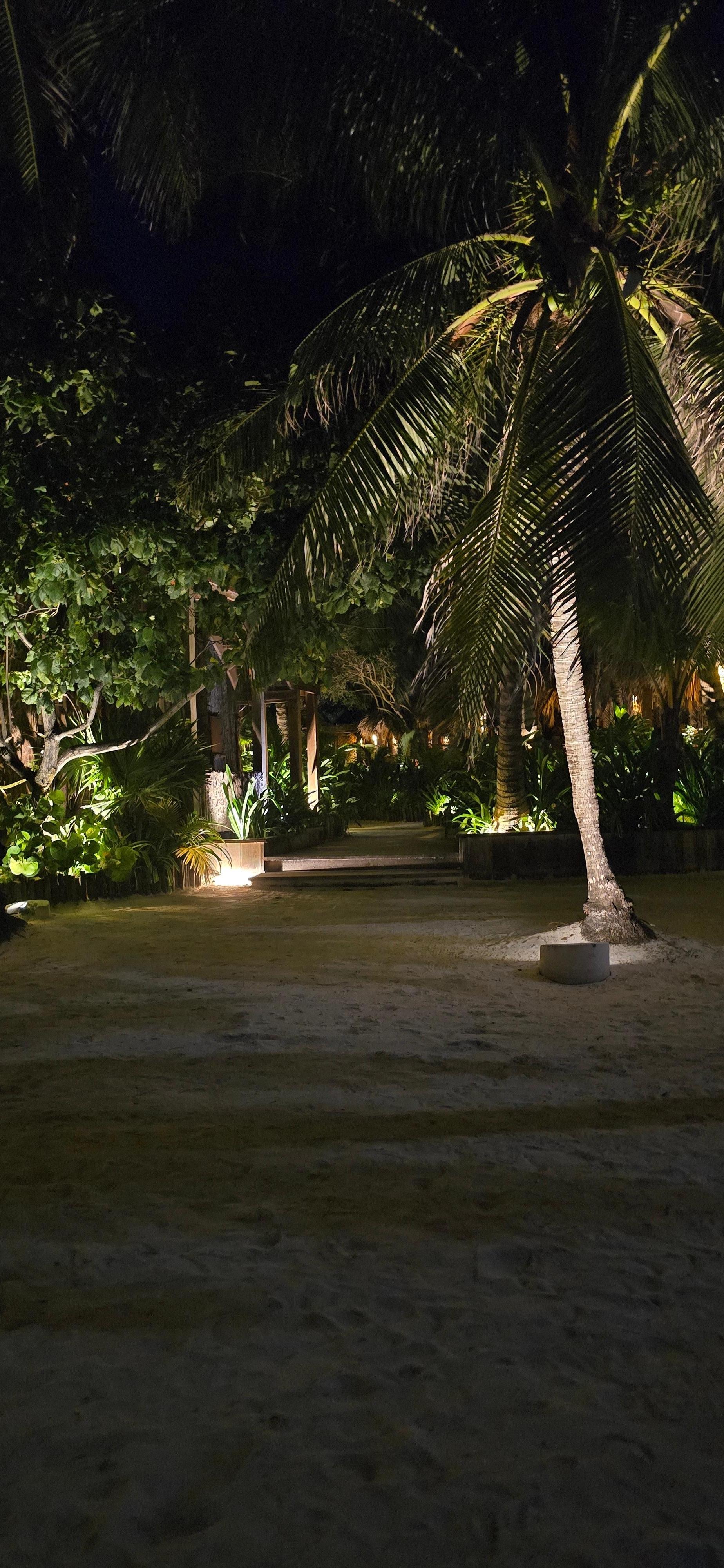 Night view facing the Coconut Palm tree's