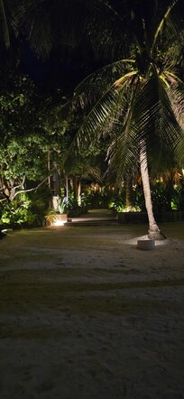 Night view facing the Coconut Palm tree's