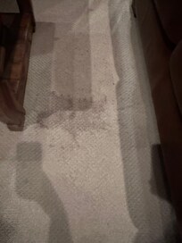 Stained carpet in living room