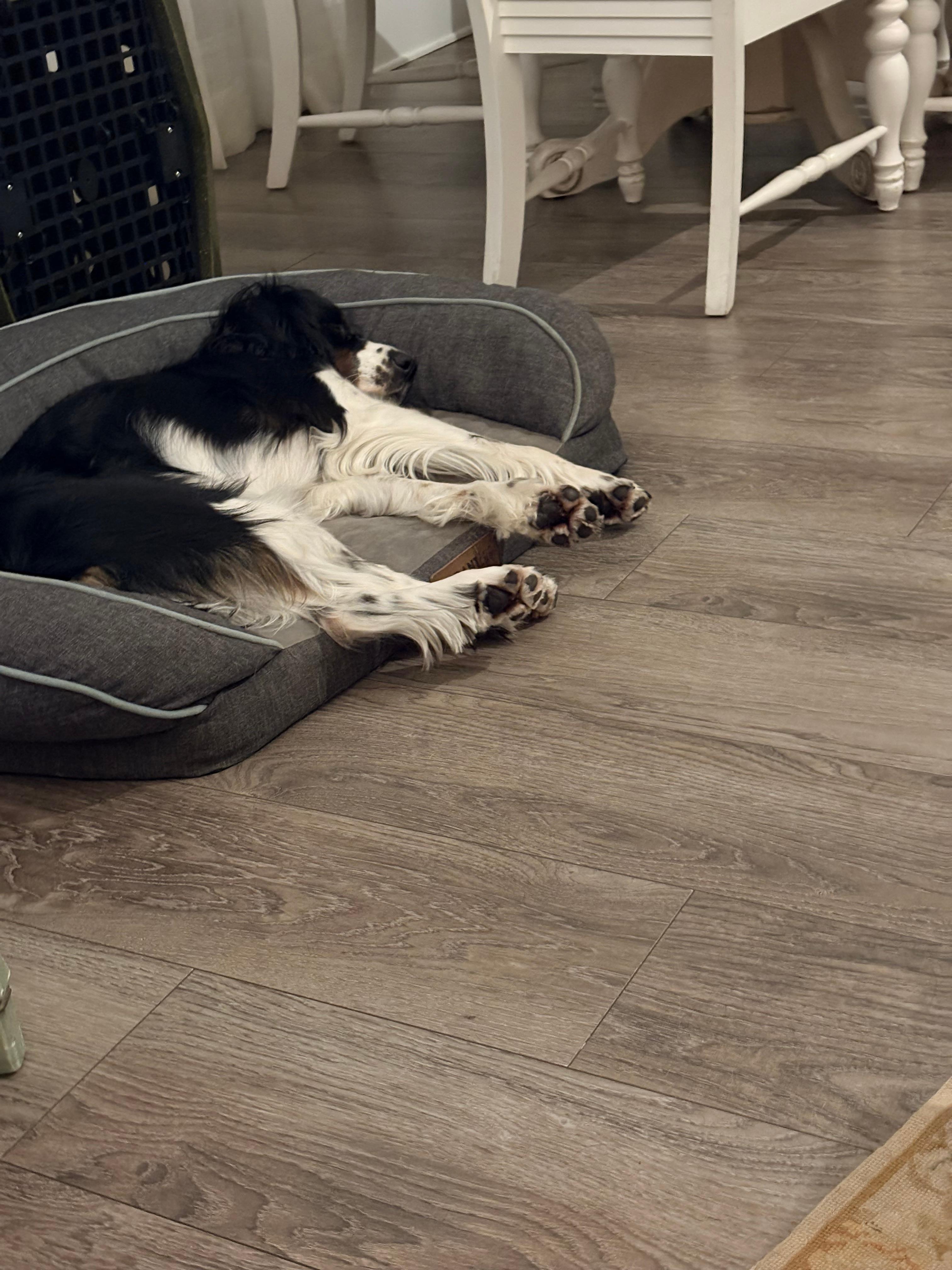 Accommodations for the pups too!