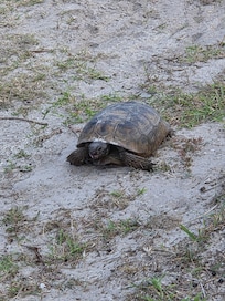 Turtle along the walkway to the beach