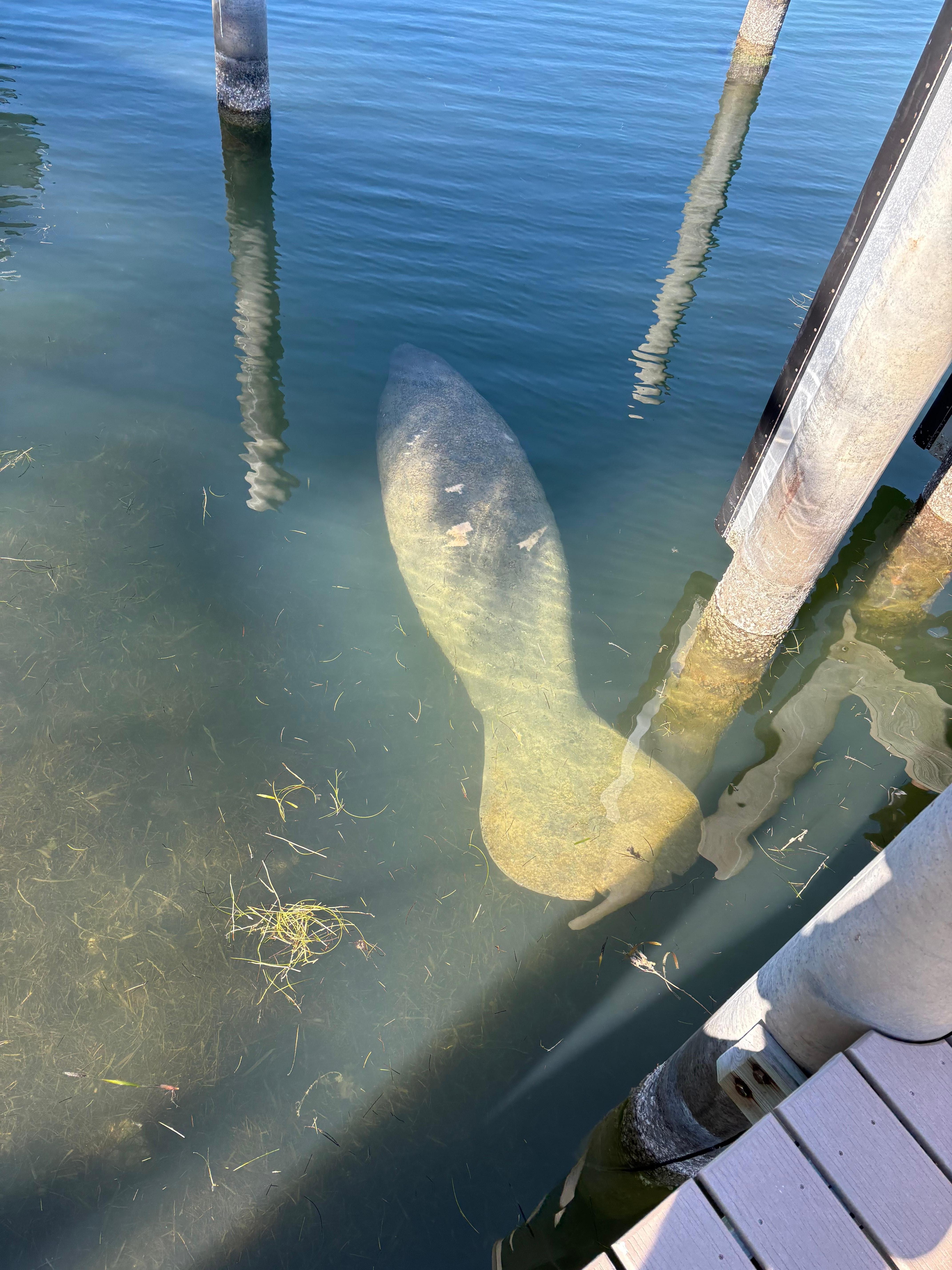 Manatee 