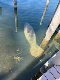 Manatee