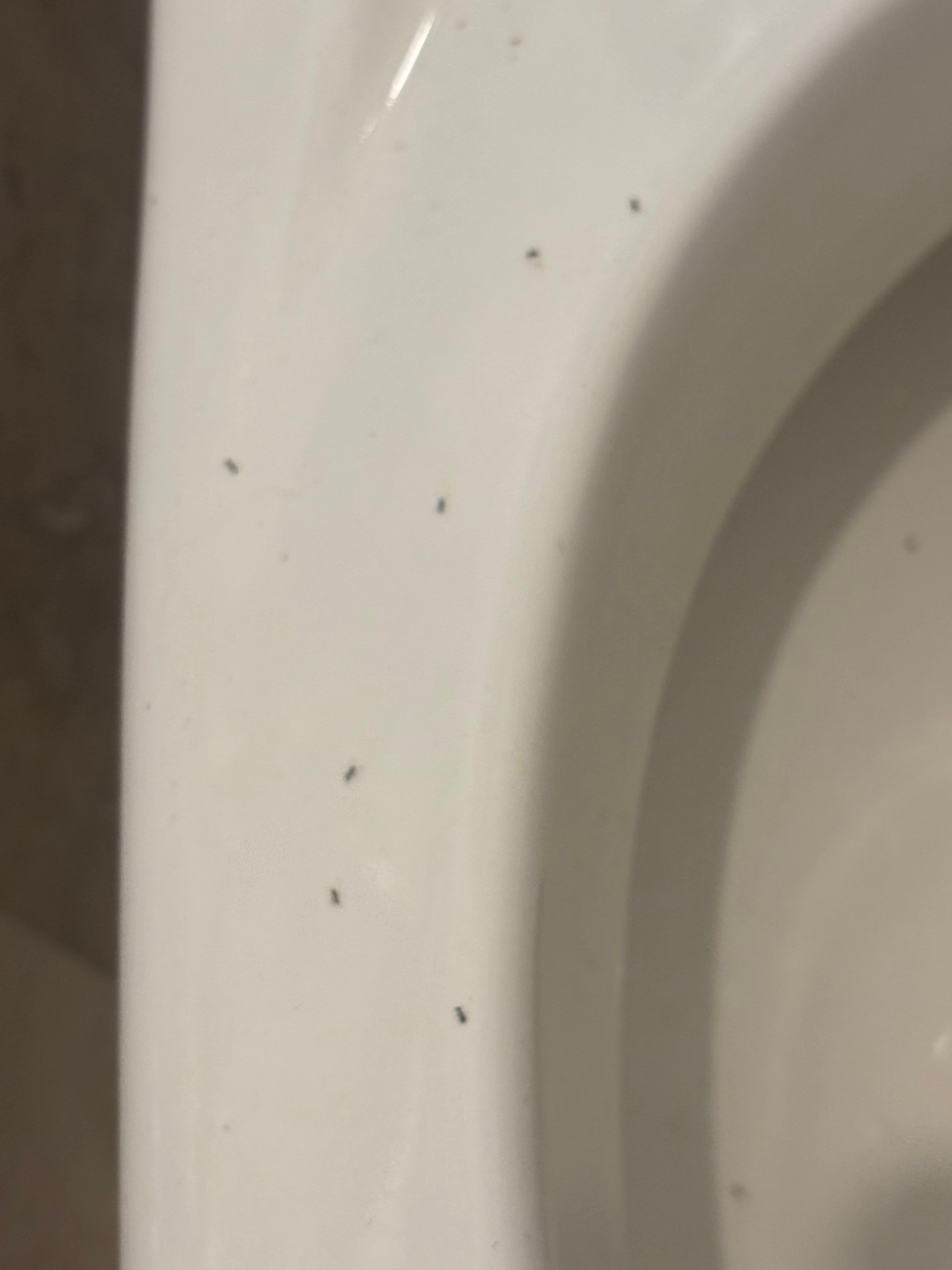 Ants all over the toilets every single day.