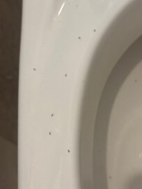 Ants all over the toilets every single day.