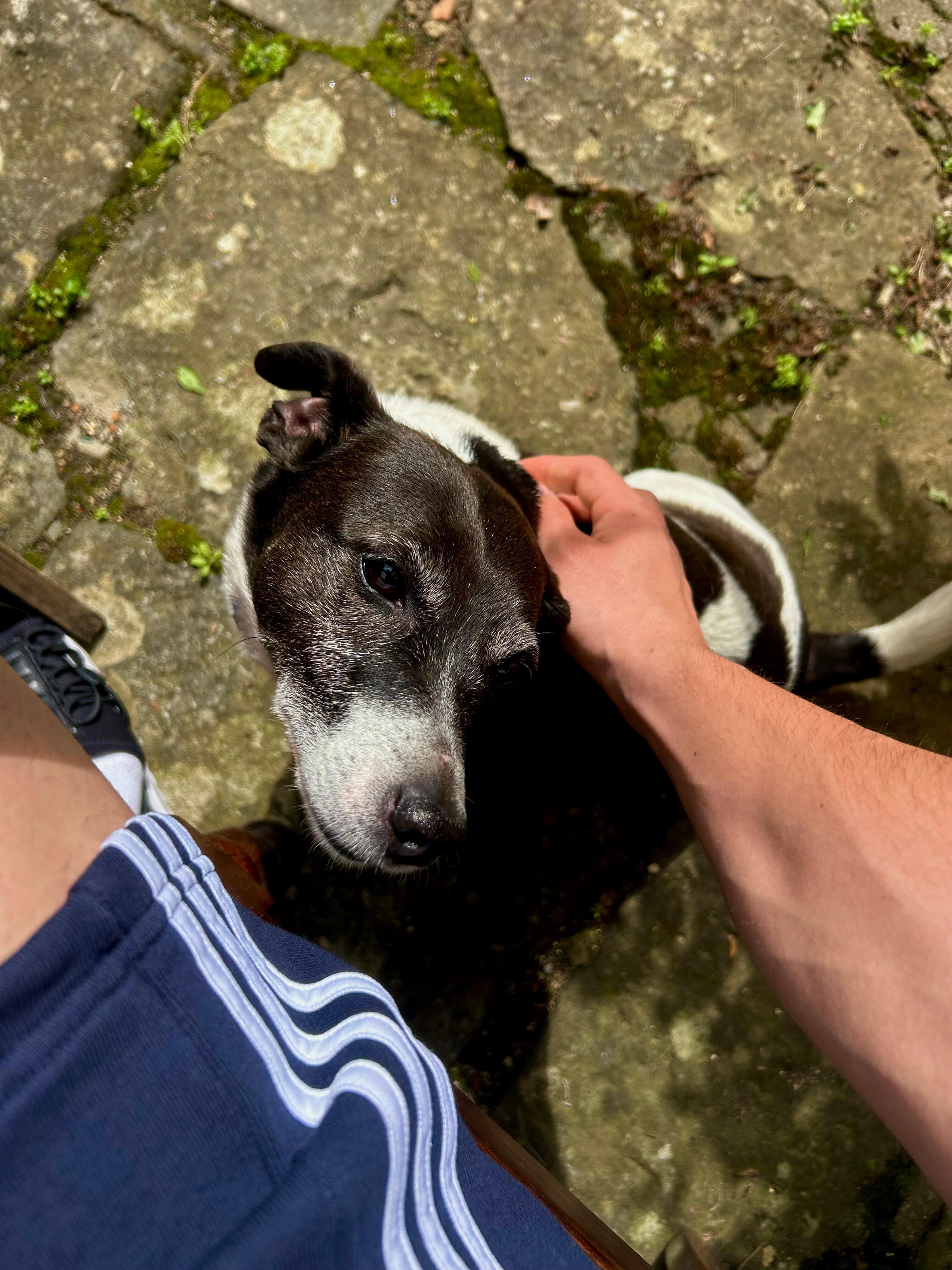 Der Hund des Vermieterehepaares