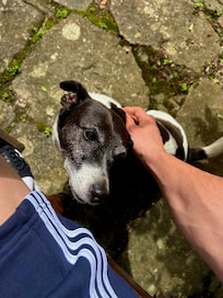 Der Hund des Vermieterehepaares