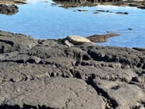 Turtles on the beach in the morning