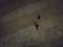 Burn marks on floor, this was also supposed to be a NON SMOKING ROOM