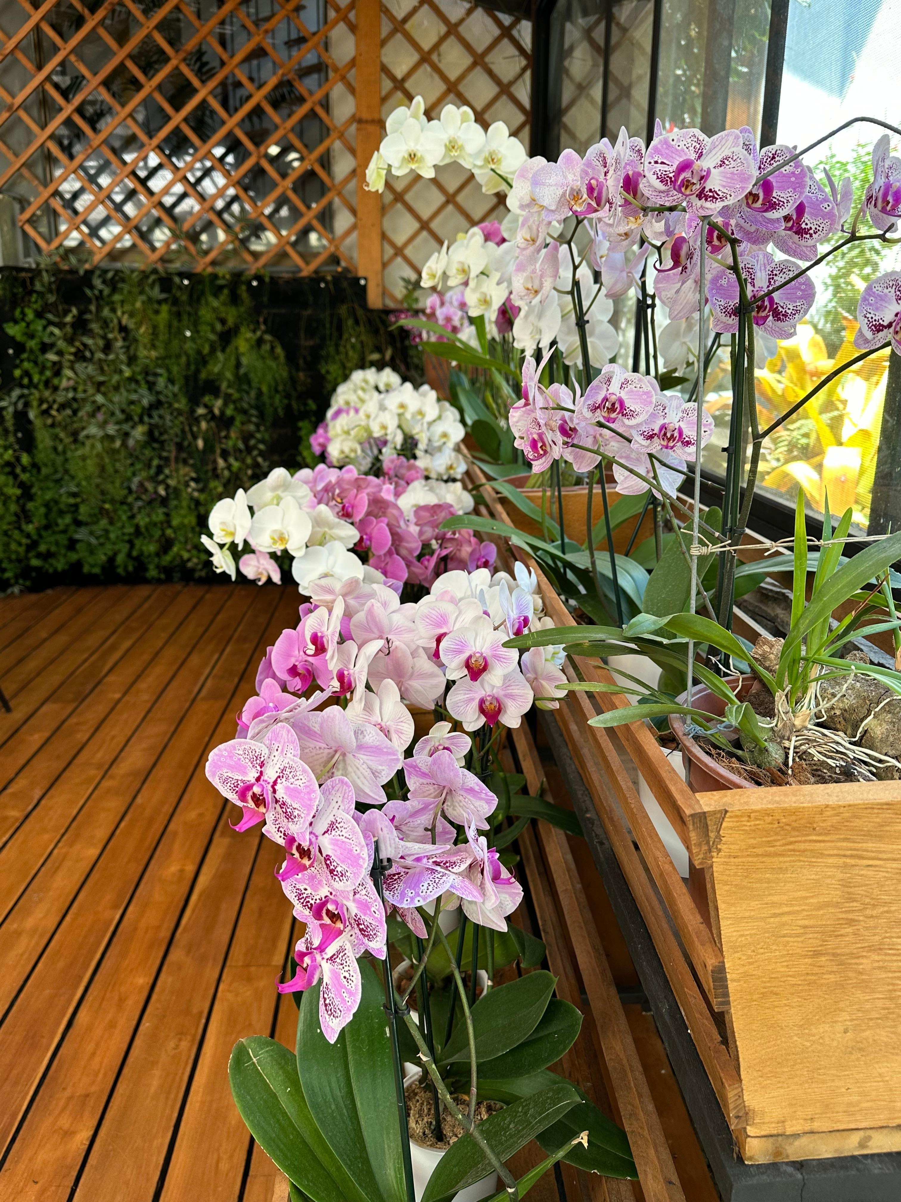 Beautiful orchid room onsite