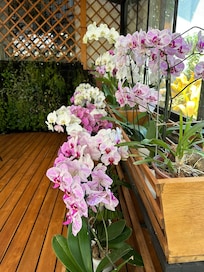 Beautiful orchid room onsite
