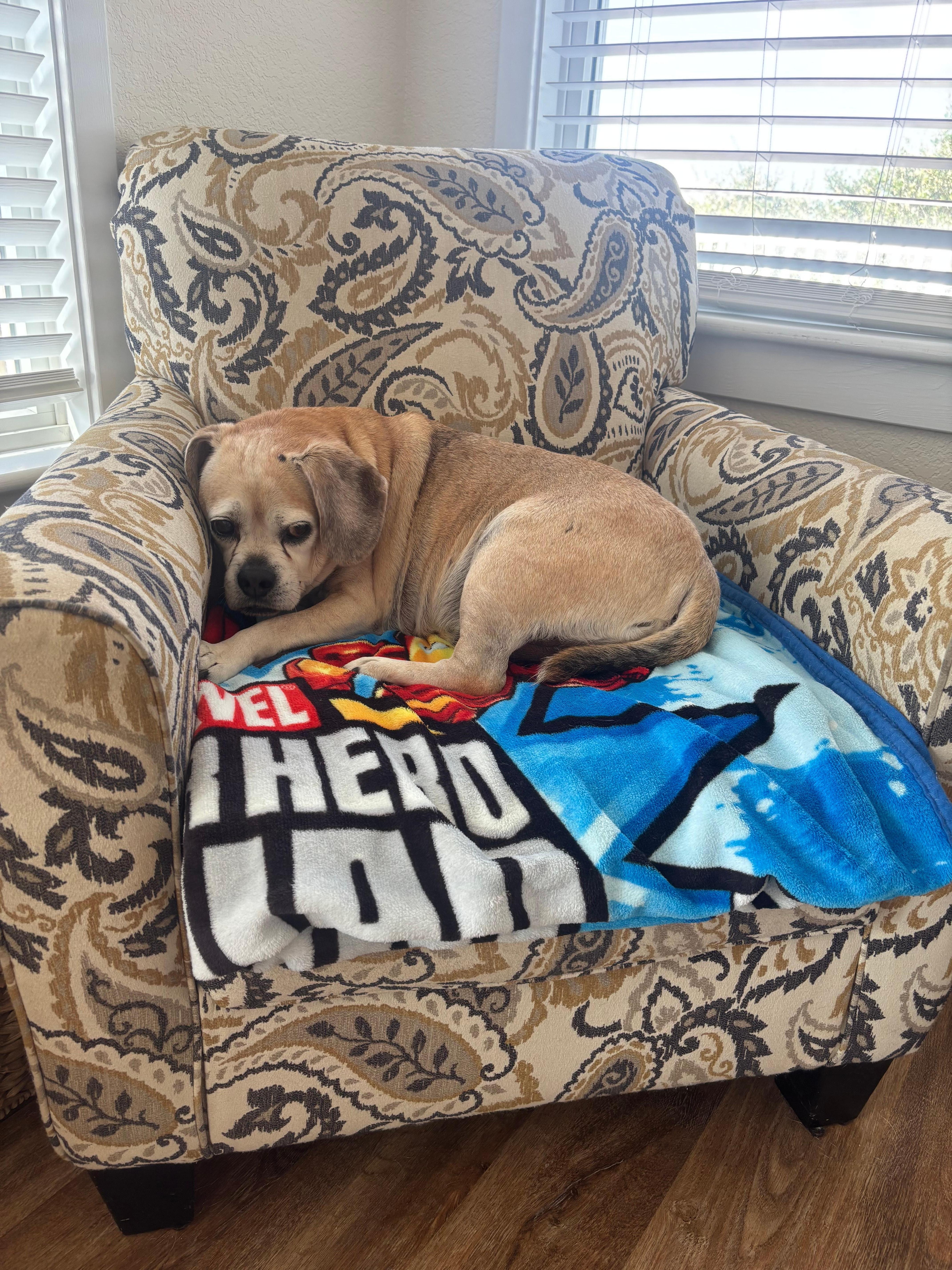 Dog enjoying being part of our trip 