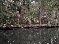 The creek