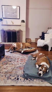 Comfy dog beds