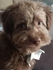 Brownie