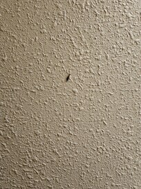 Bugs in bathroom