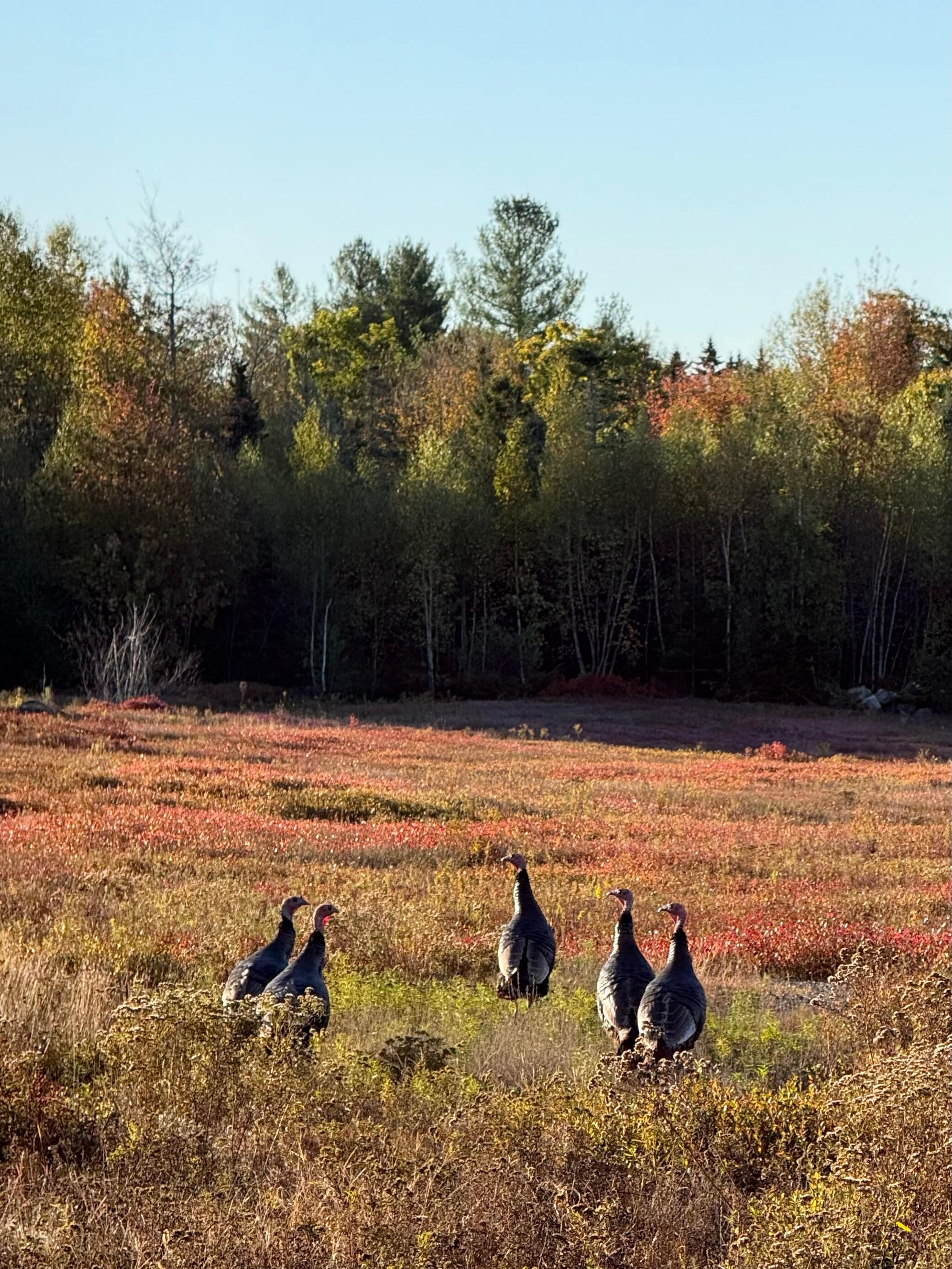 Turkeys in the morning 
