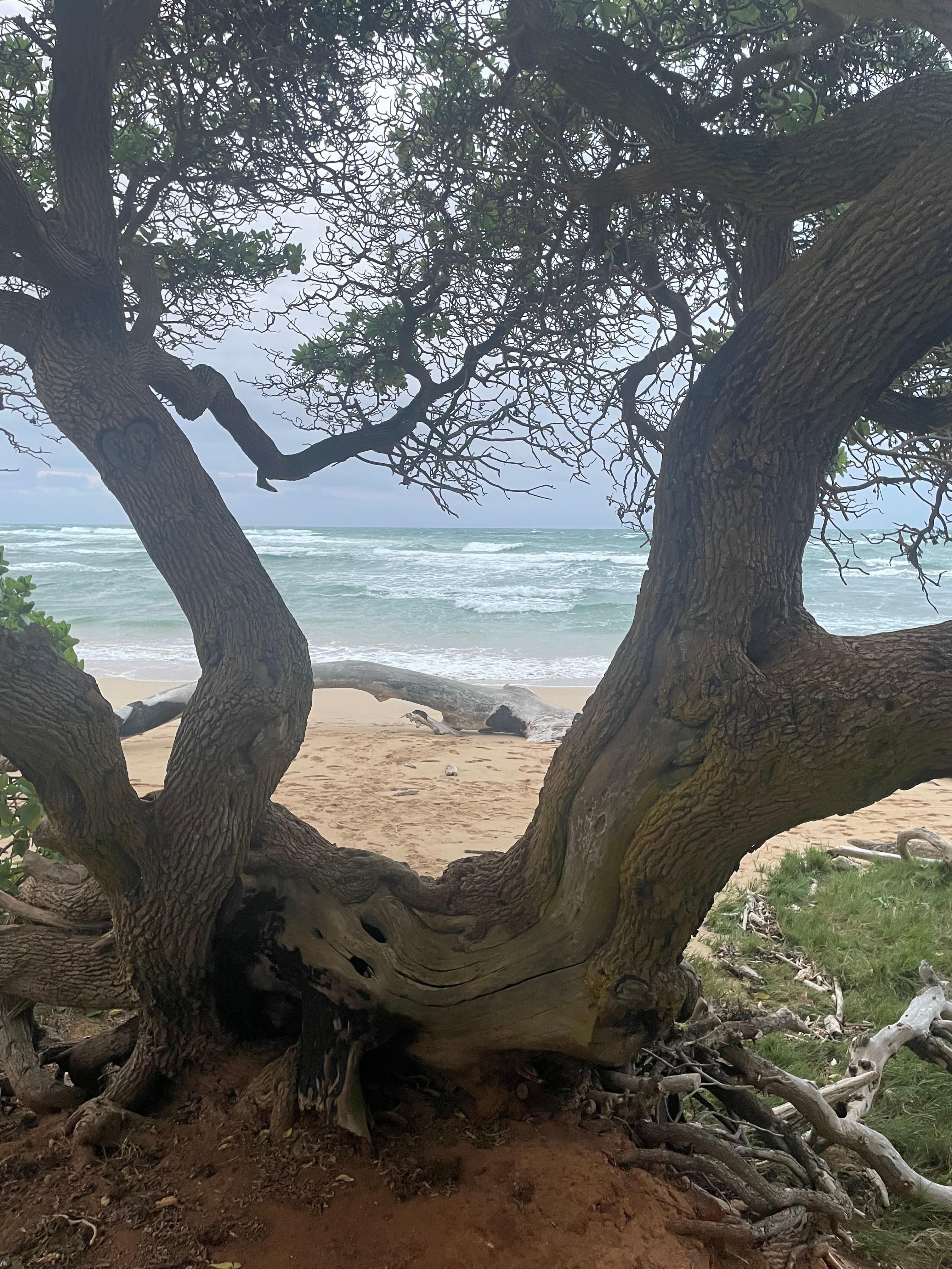 Walking Lydgate Park.