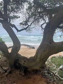 Walking Lydgate Park.