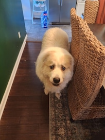 Our Tucker loved his home away from home.