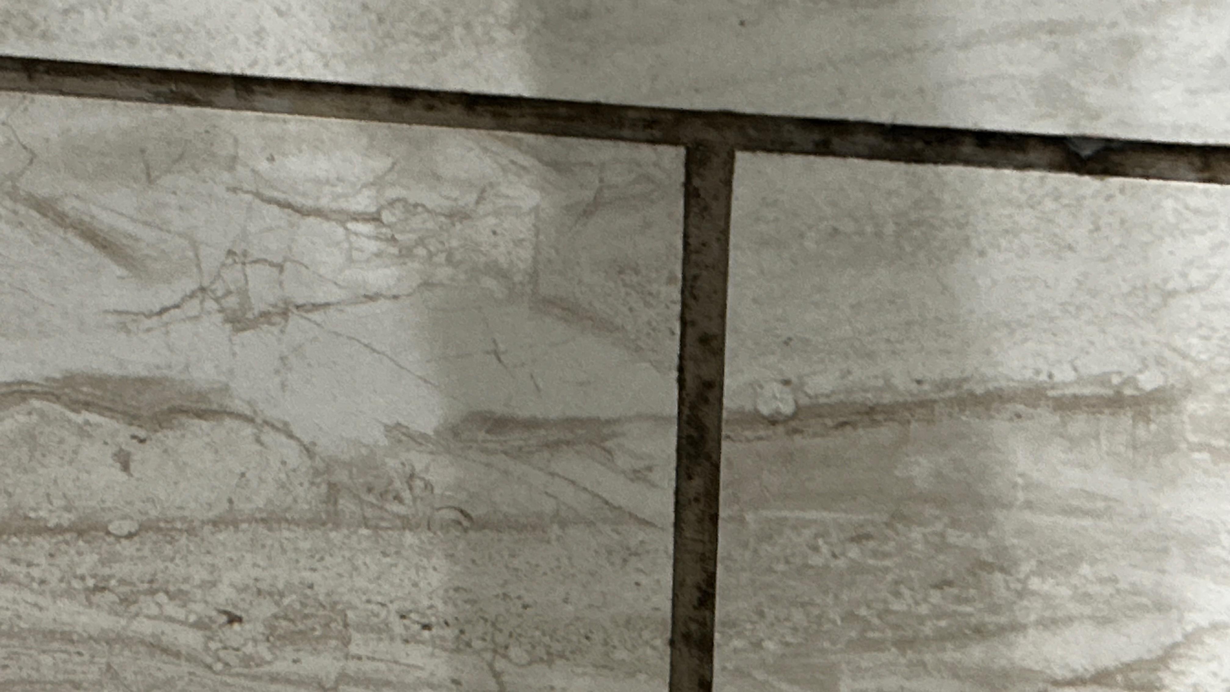 Black mold in tile grout in showers.