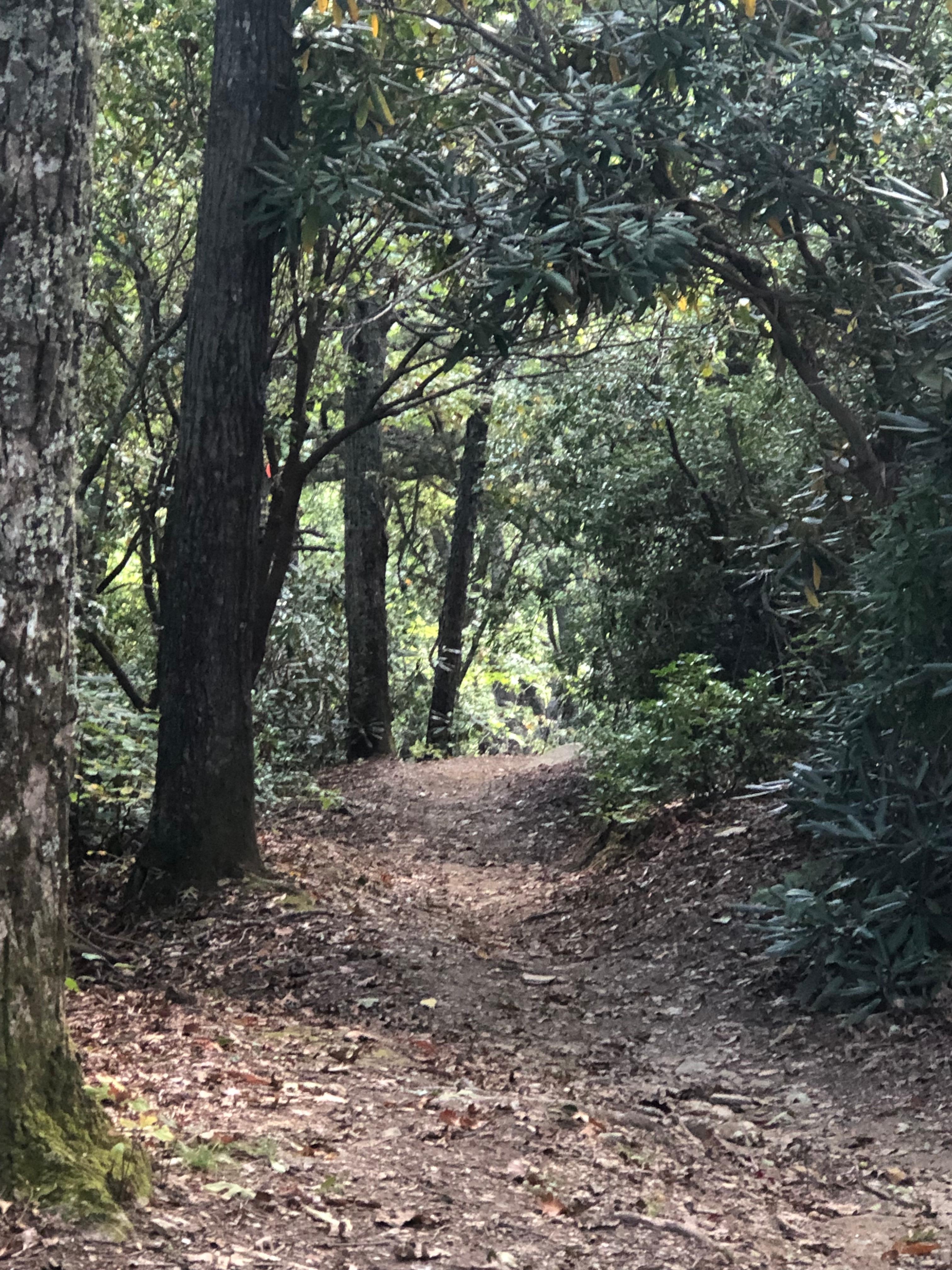 trail 5 minutes from the house 