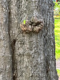 Look closely at the knot on this tree. This was taken from the screened in back porch. Loved it!