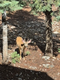 We had this beauty join us every morning!!!!
