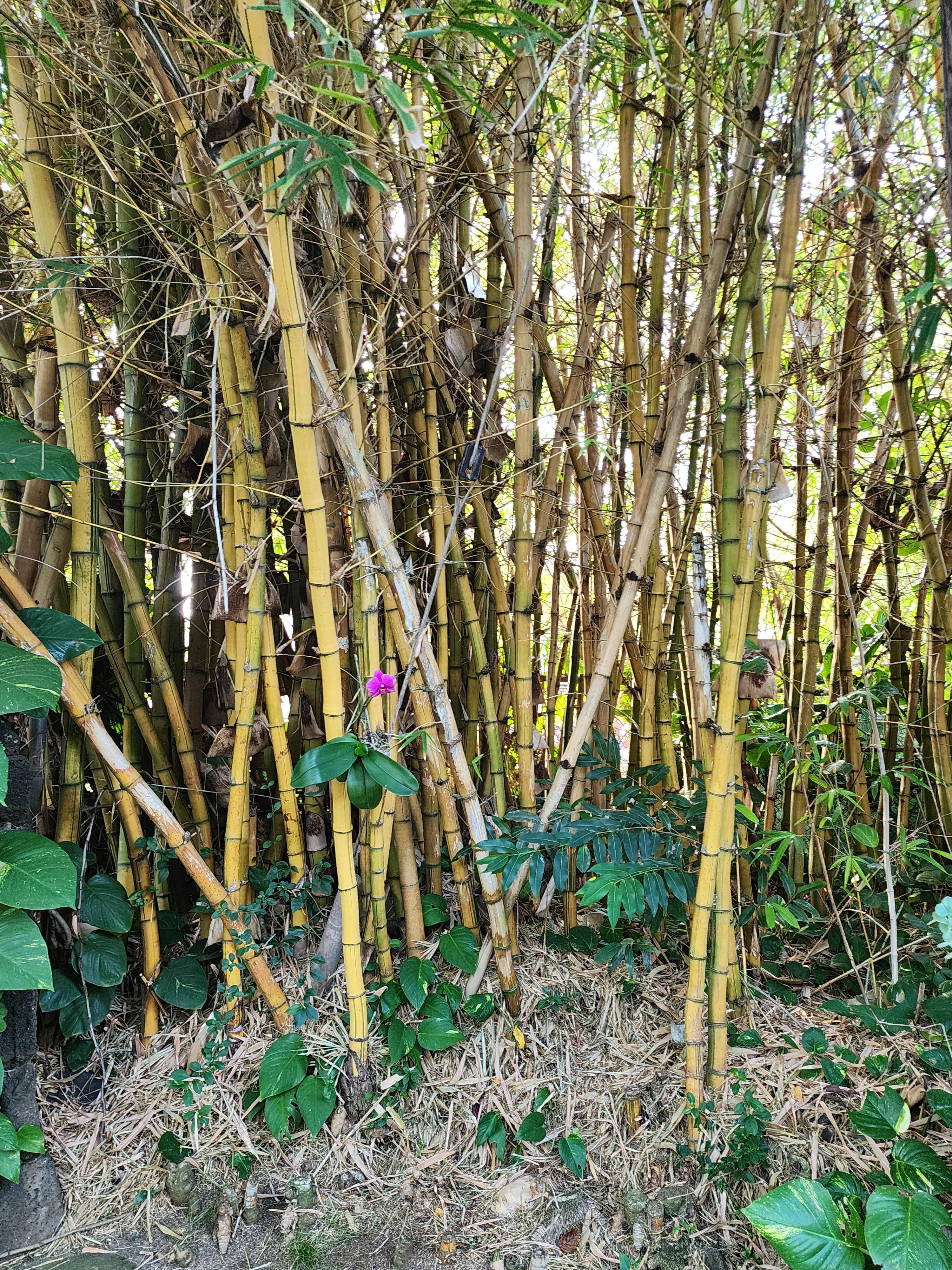 Bamboo reminds us of big island where we're from!