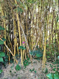 Bamboo reminds us of big island where we're from!